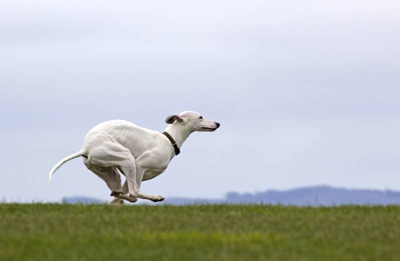 white whippet dog running on green grass