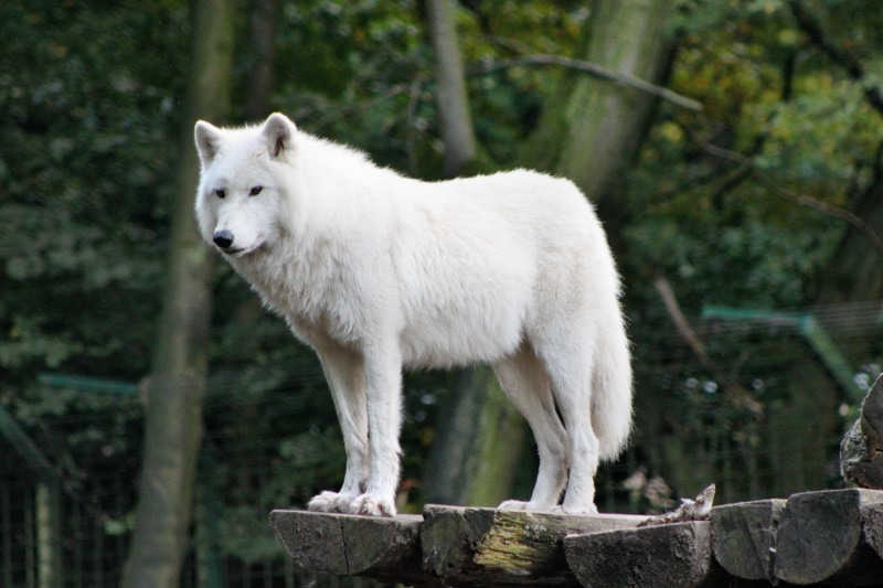 white wolf standing on woods
