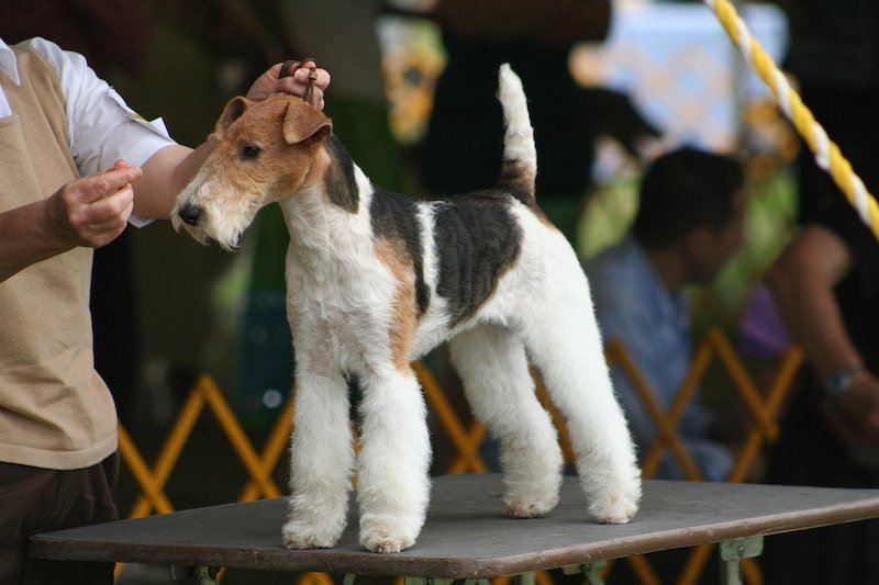 wirehair fox terrier at dog show