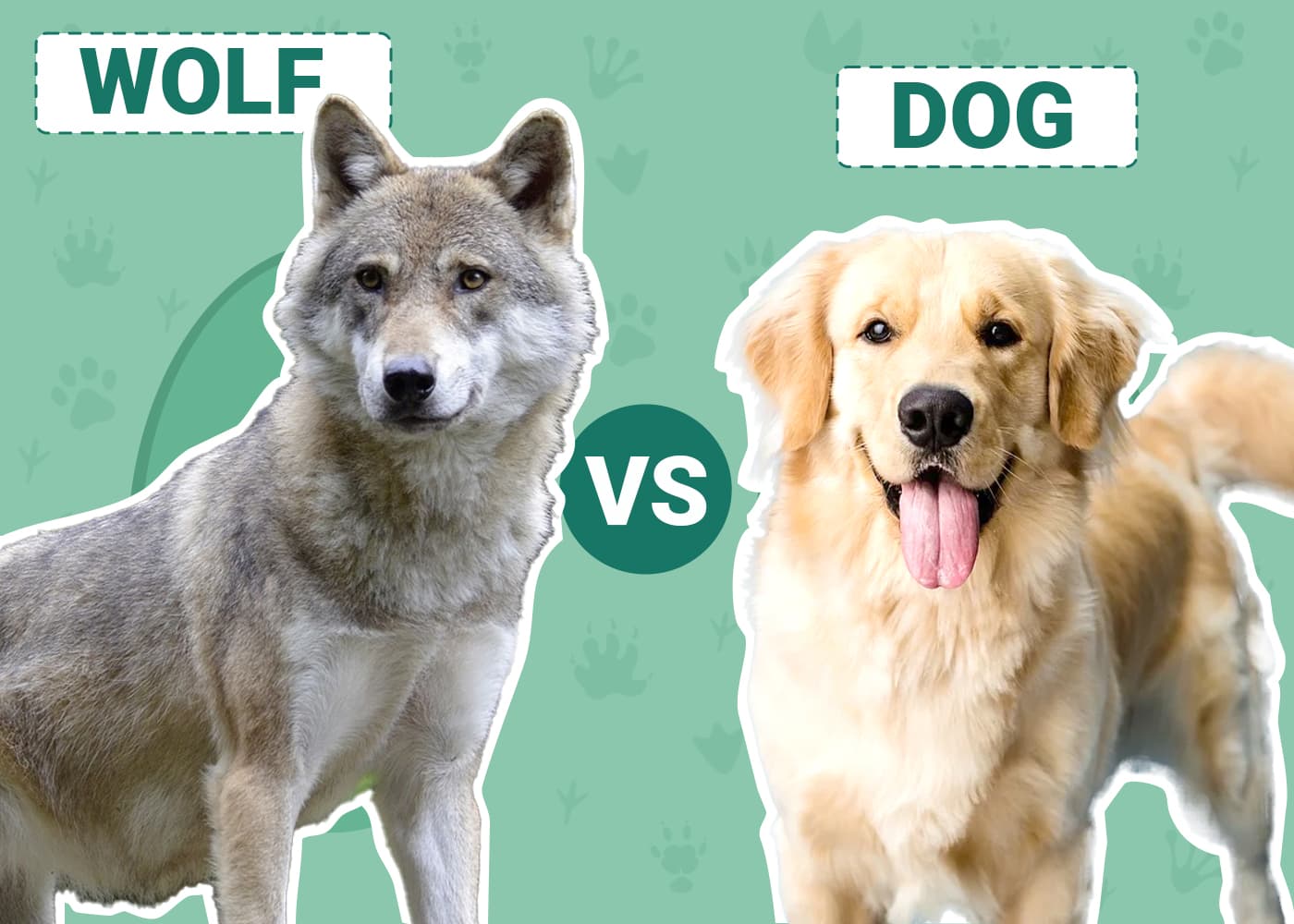 wolf vs dog