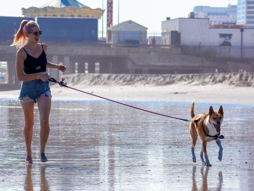 woman and dog walk on the beach