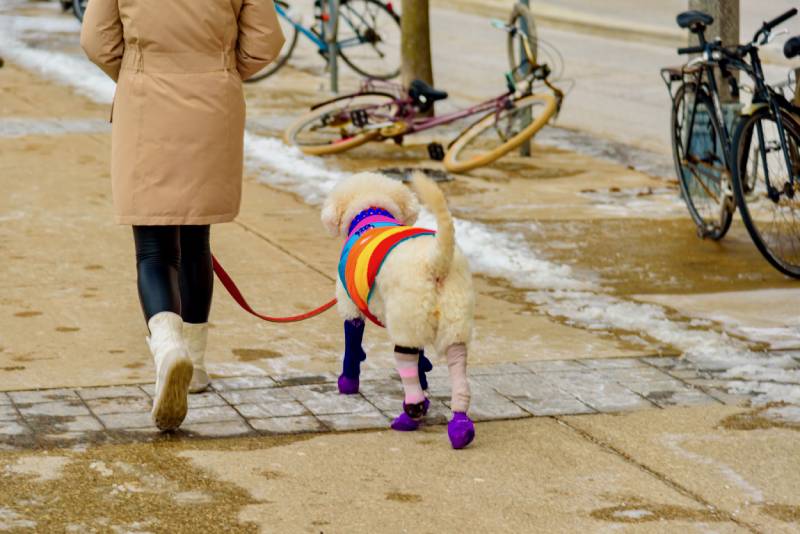 woman carrying a dog in the snow with colorful animal socks