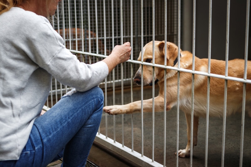 woman choosing a dog for adoption from animal shelter
