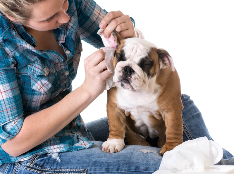 woman cleaning bulldogs ear