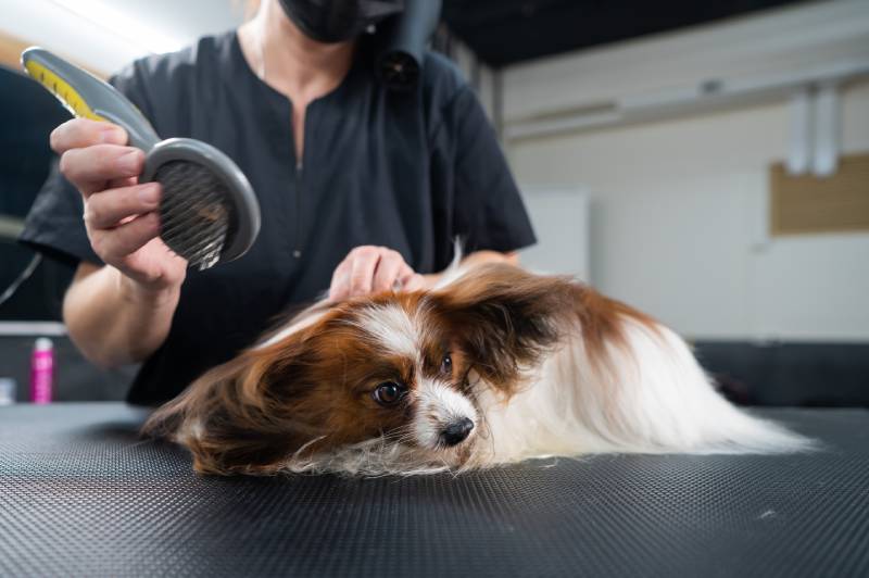 woman combs out the undercoat of a dog