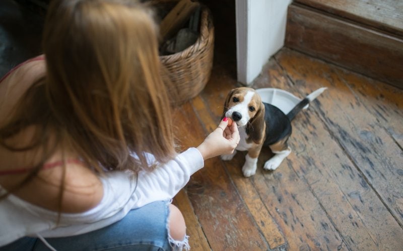 woman feeding a beagle puppy by hand