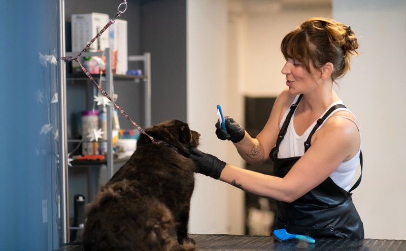 woman grooming black dog