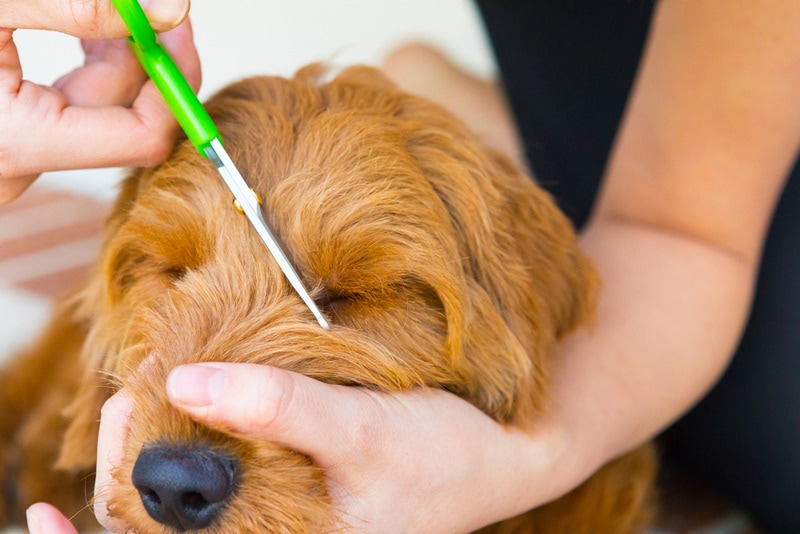 woman grooming golden doodle dog