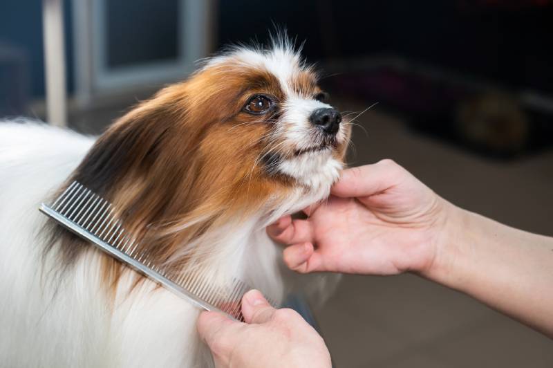 woman grooming or brushing a Papillon Continental Spaniel dog
