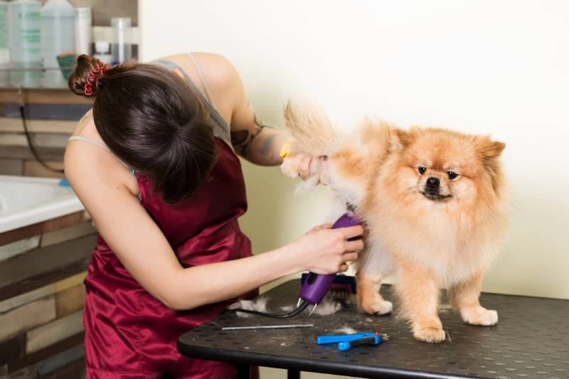 woman grooming pomeranian dog with clippers