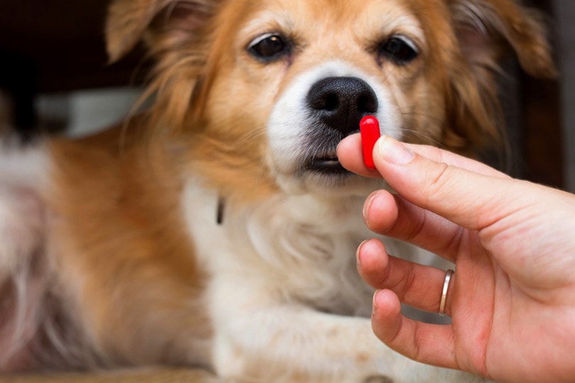 woman hand giving medication capsule to her dog