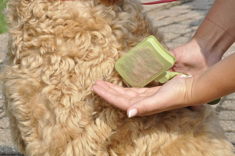 woman hands brushing the dog's coat