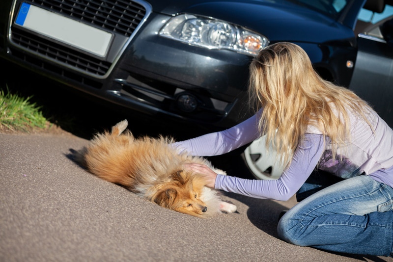 woman helping injured dog