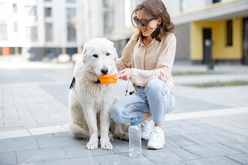 woman holding a bowl to give dog water