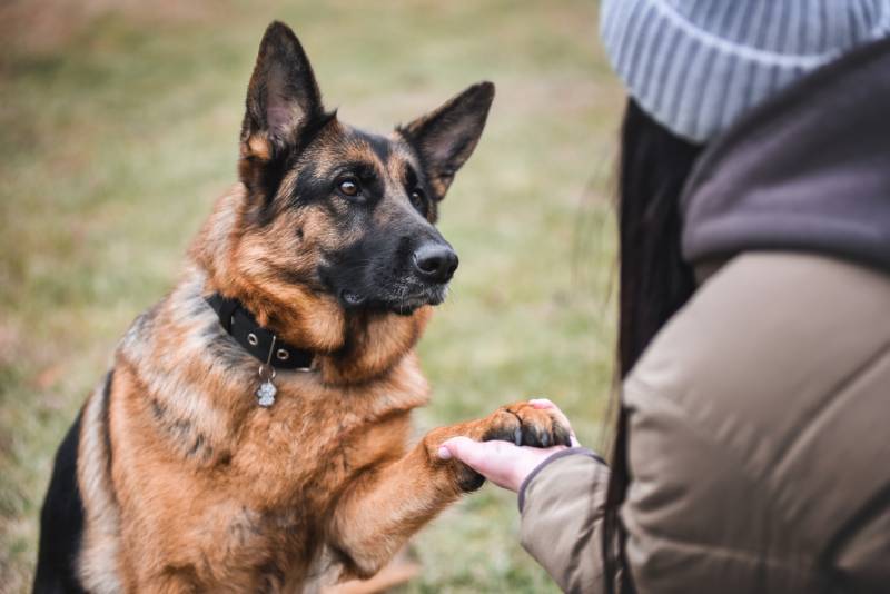 woman holding the paw of a german shepherd dog