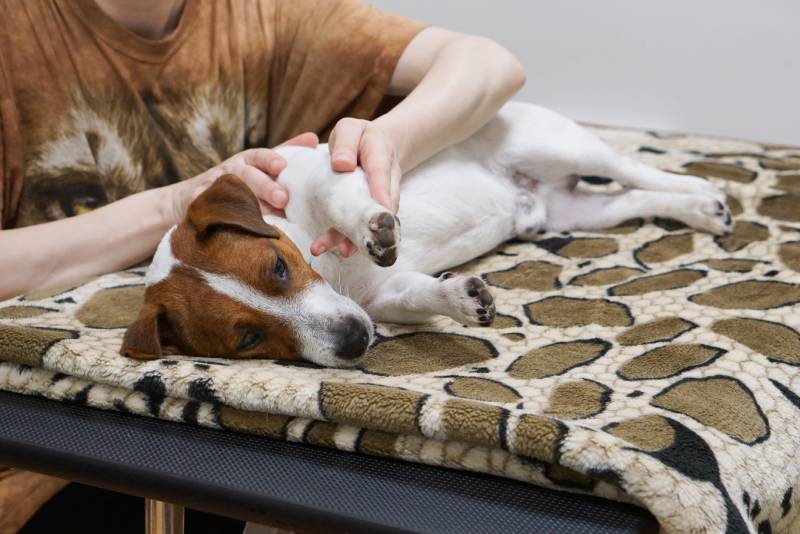 woman massaging jack russell terrier's leg