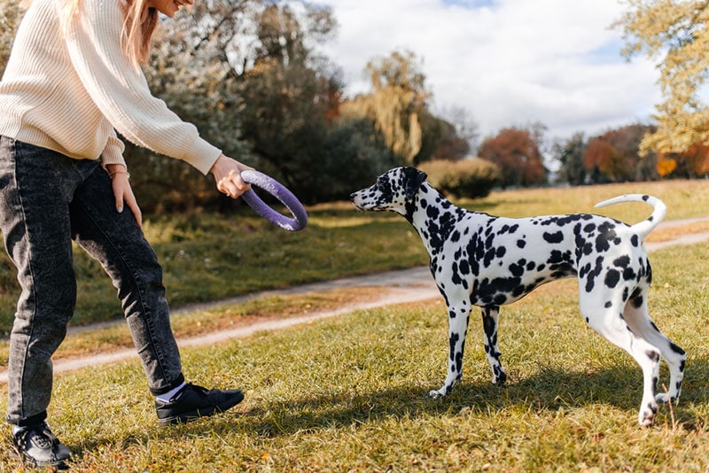 woman playing with her dalmatian dog with a ring toy