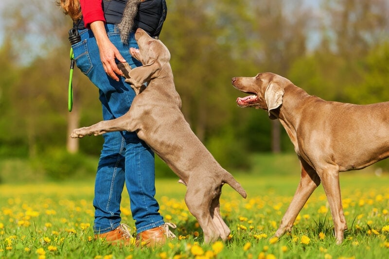 woman playing with weimaraner dogs