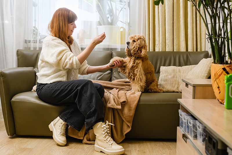 woman sitting on couch with cocker spaniel