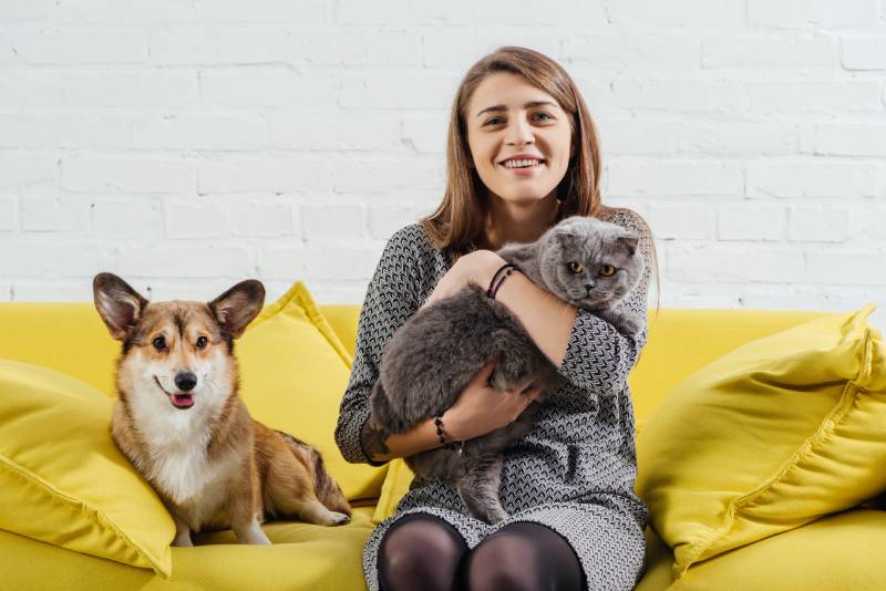woman sitting on sofa with funny pembroke welsh corgi dog and cute scottish fold cat