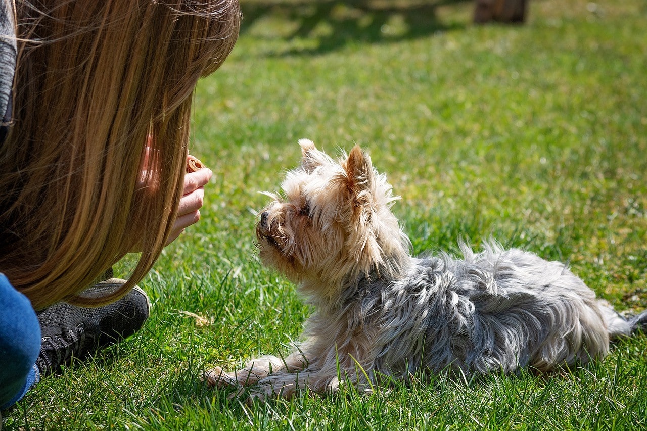 woman teaching a terrier