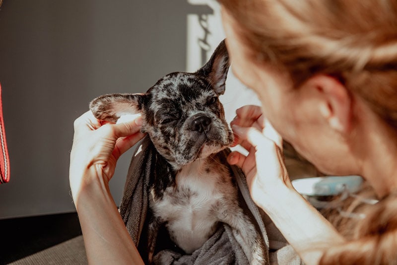 woman wiping the ear of a french bulldog