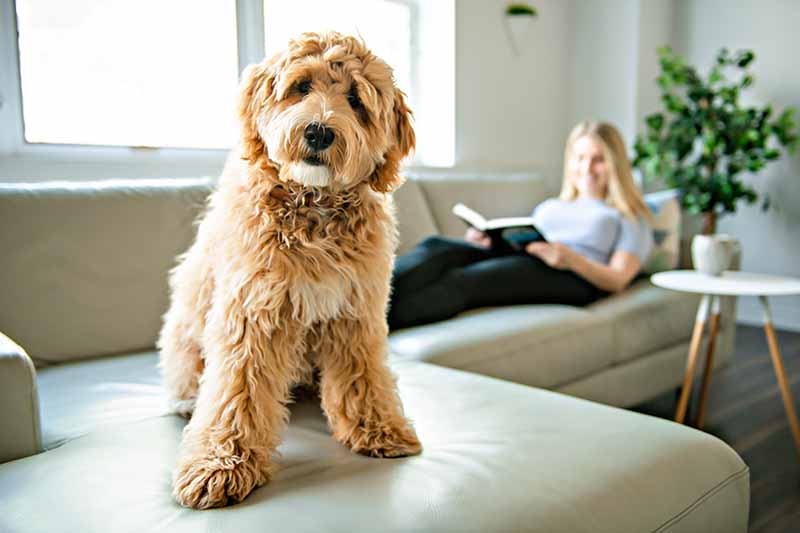 woman with his Golden Labradoodle dog reading at home