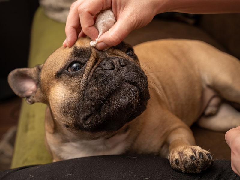 woman's hand cleans the wrinkles in a french bulldog's muzzle
