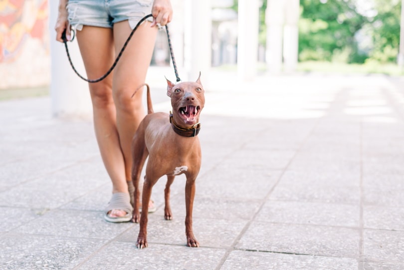 xoloitzcuintli dog on leash