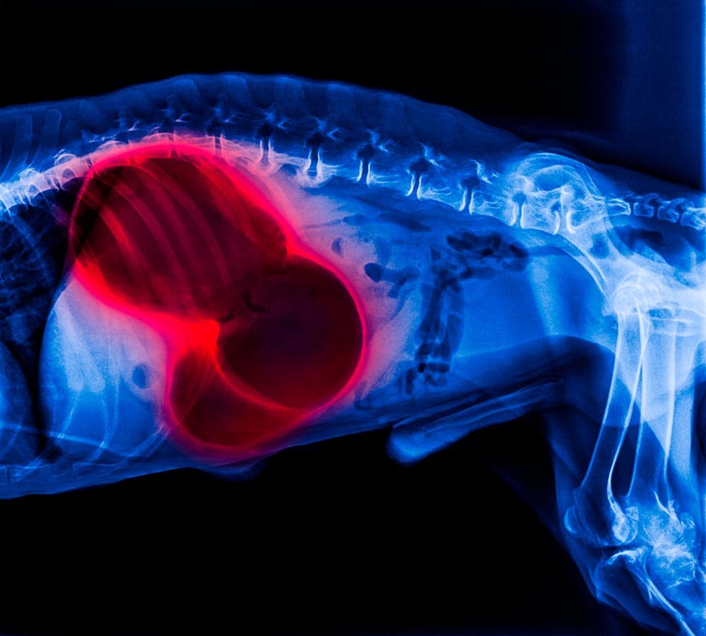 X-ray showing stomach flip on a dog