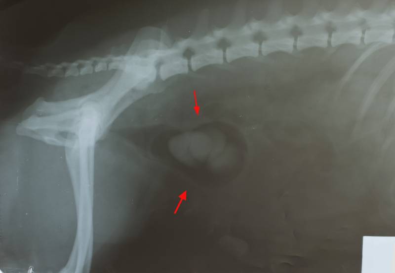 xray stone in bladder of dog with red arrow