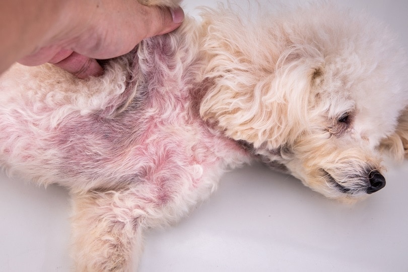 yeast infection on dog