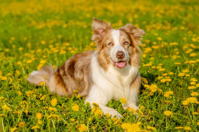 yellow australian sheperd dog lies on a green field with yellow flowers