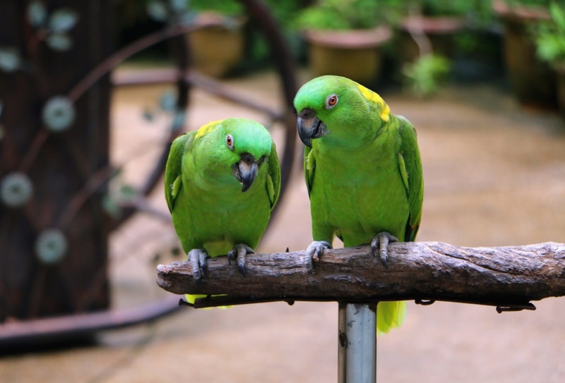 yellow naped amazon parrots
