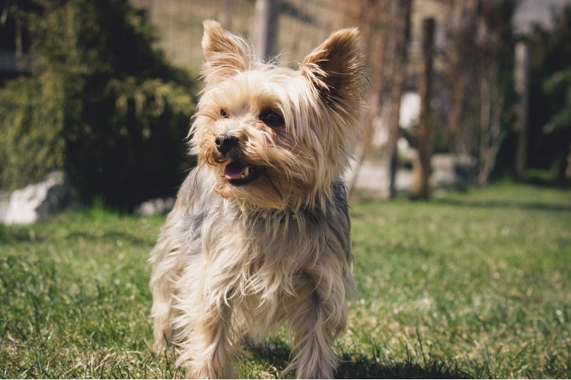 yorkie dog standing in the grass