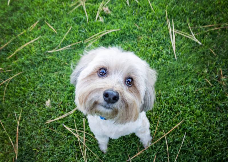 yorkie poo looking upward from the ground with head tilt in the grass
