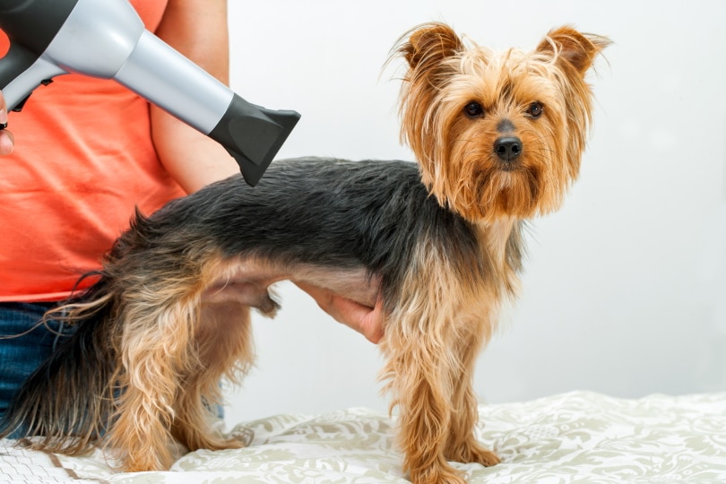 2024 Dog Grooming Prices List