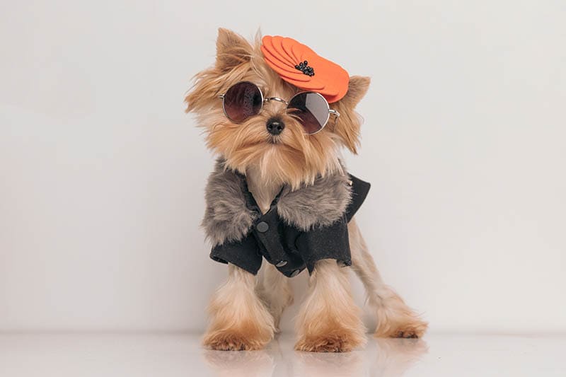 yorkshire terrier dog wearing fashionable clothes