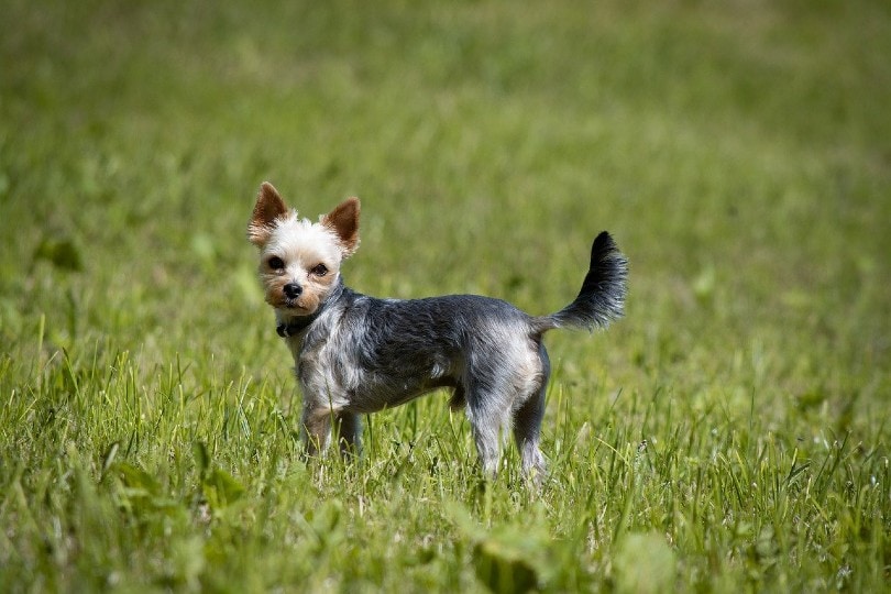 yorkshire terrier outdoors