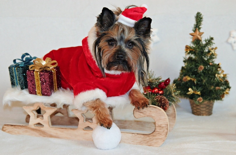 yorkshire terrier with christmas costume
