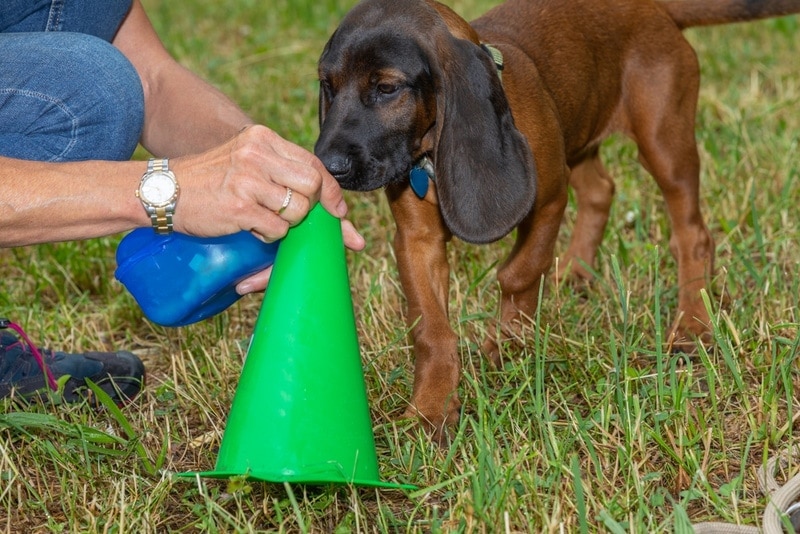 cachorrinho jovem bloodhound farejando