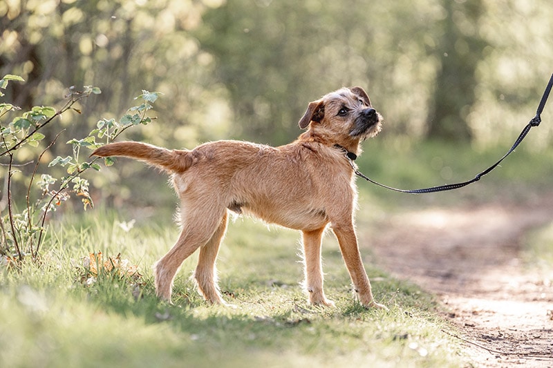 young Dutch Smoushond dog with leash