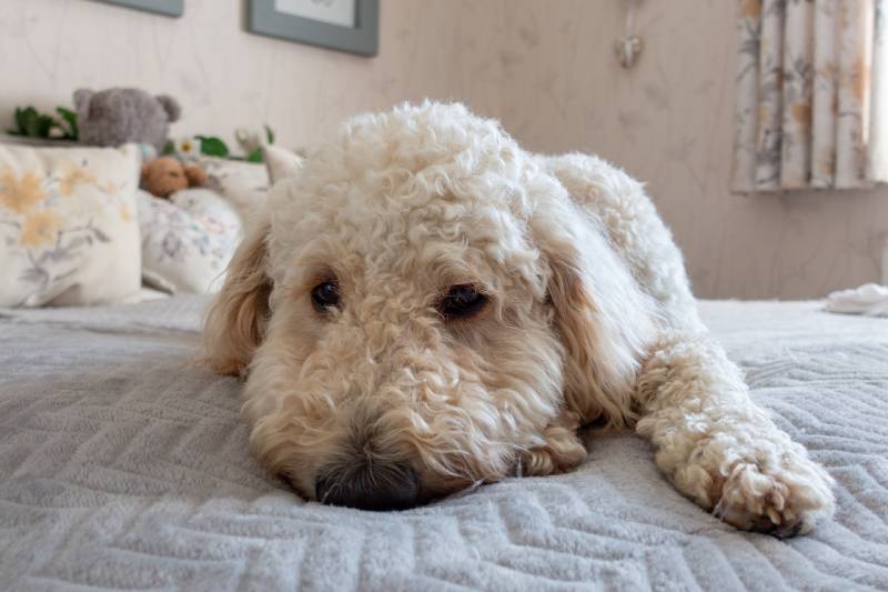 young light brown Golden Doodle lying on a bed