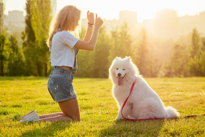 jovem de short jeans está sentada em frente ao vidro e treinando um cachorro samoiedo fofo e branco no parque de verão