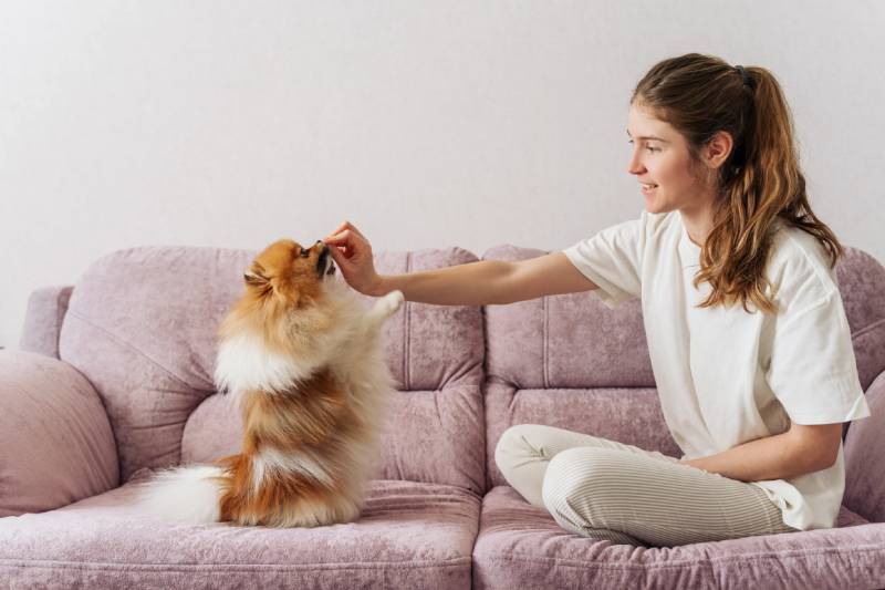 young woman sitting on a couch and train a dog