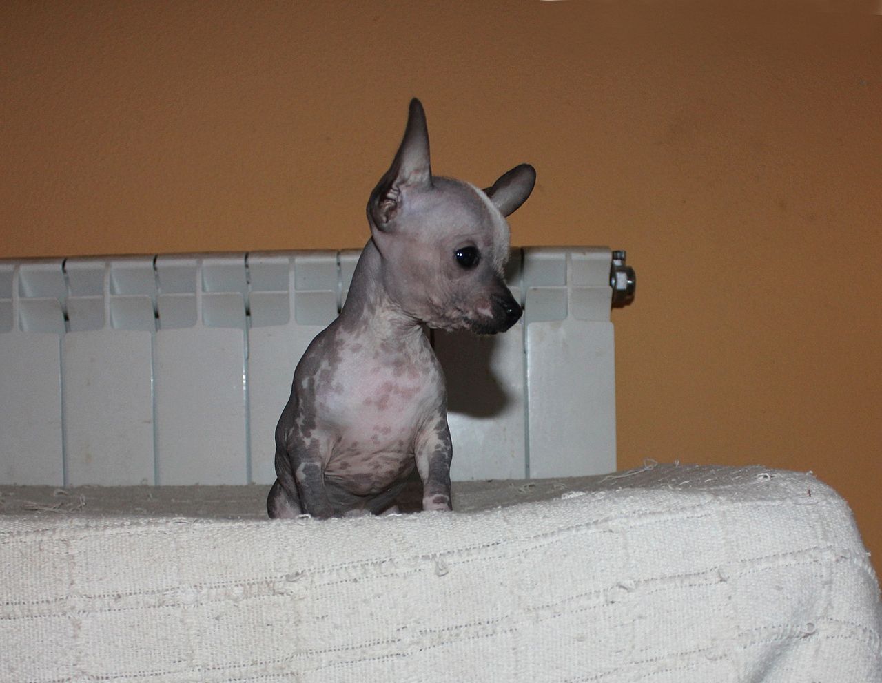 Chihuahua-hairless