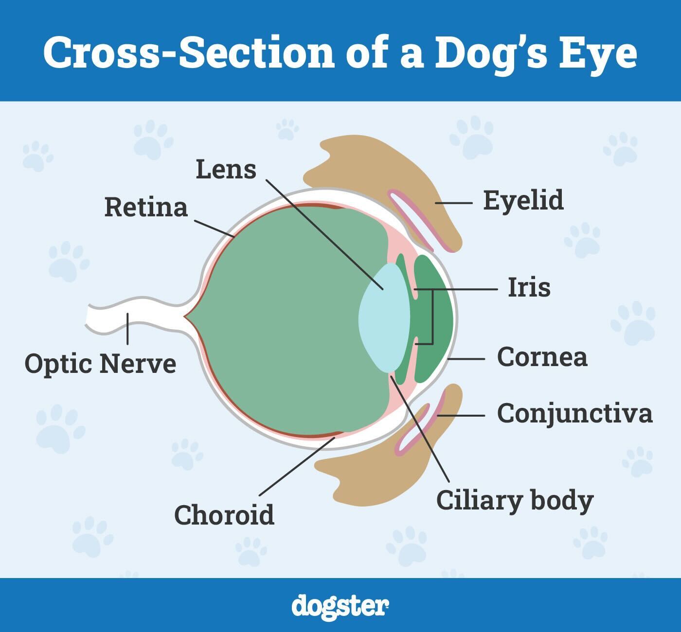 Cross-Section of a Dog's Eye Infographic