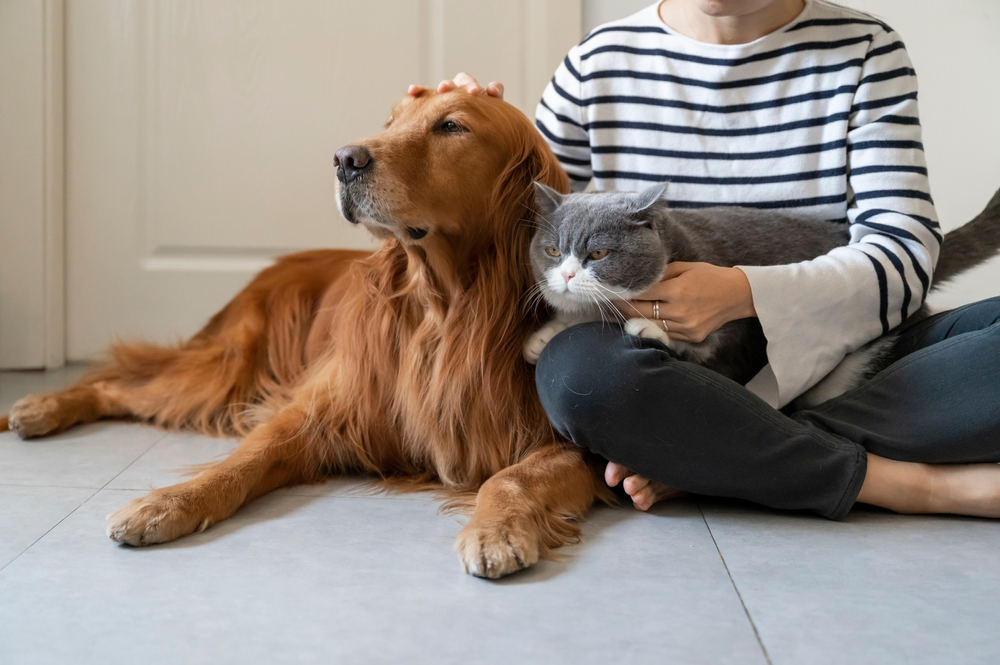 cat-and-dog-with-their-owner