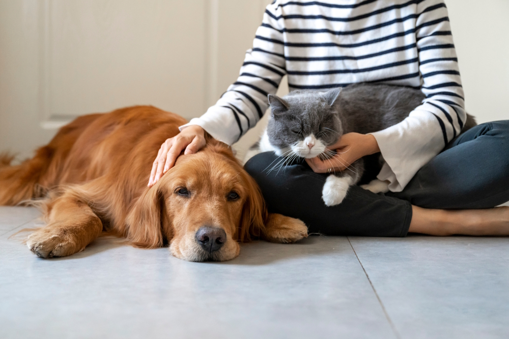 golden-retriever-and-british-shorthair-cat-with-their-owner