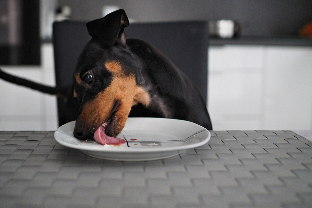Dog sits at the table in front of plate and licks the plate 